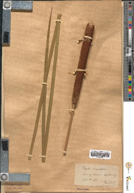 spécimen de Typha angustifolia