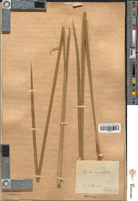 spécimen de Typha angustifolia