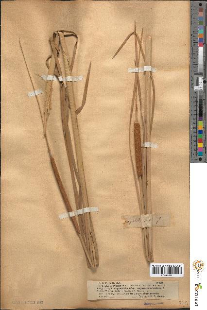 spécimen de Typha × provincialis