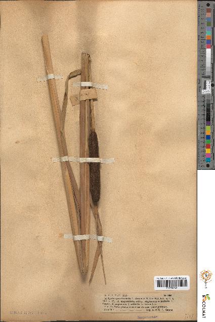 spécimen de Typha × provincialis