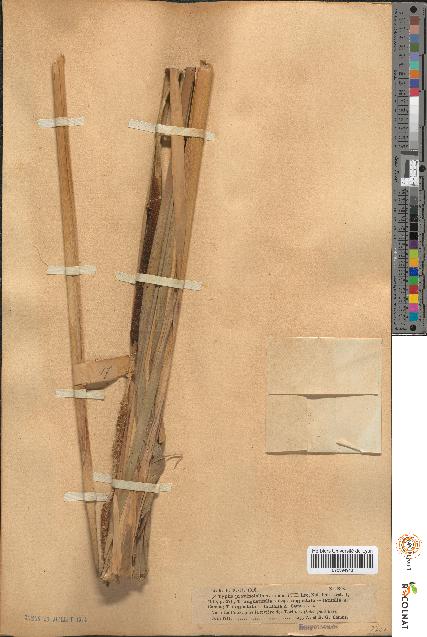 spécimen de Typha × provincialis