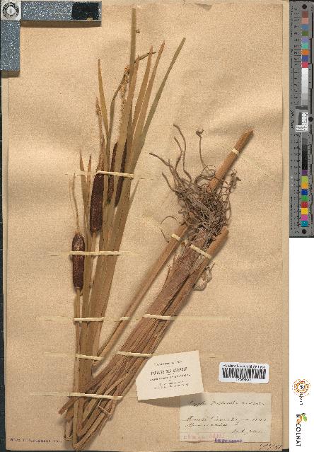 spécimen de Typha shuttleworthii