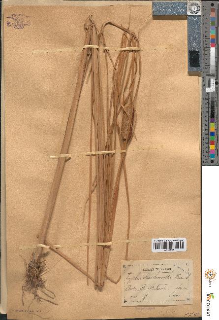 spécimen de Typha shuttleworthii