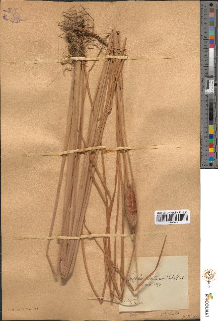 spécimen de Typha shuttleworthii
