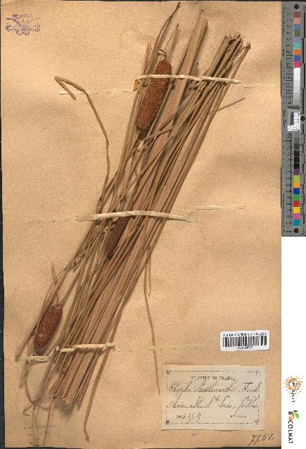 spécimen de Typha shuttleworthii
