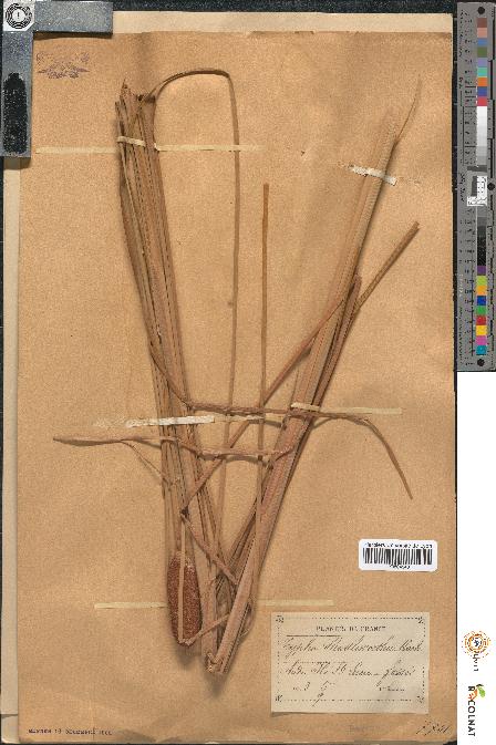 spécimen de Typha shuttleworthii