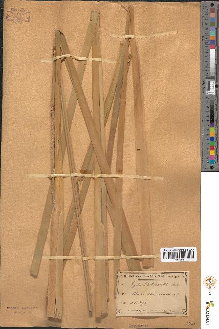spécimen de Typha shuttleworthii