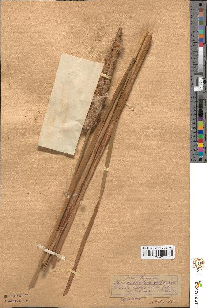 spécimen de Typha shuttleworthii