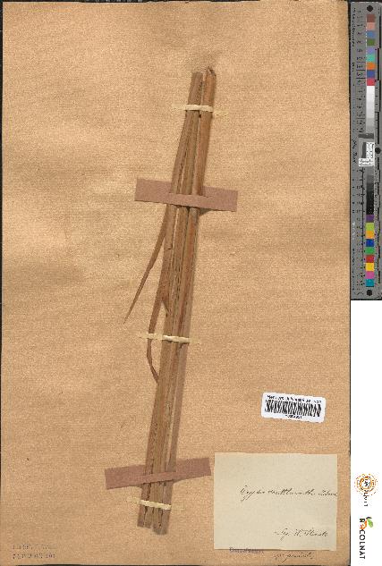 spécimen de Typha shuttleworthii