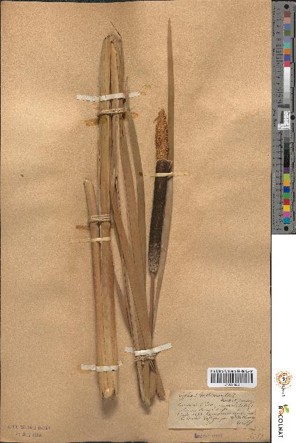spécimen de Typha shuttleworthii