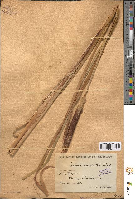 spécimen de Typha shuttleworthii