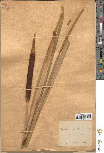 spécimen de Typha shuttleworthii