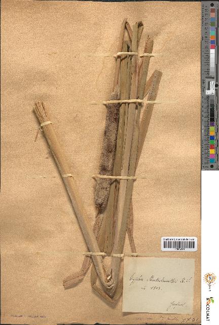 spécimen de Typha shuttleworthii