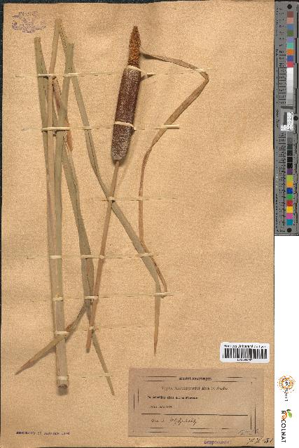 spécimen de Typha shuttleworthii