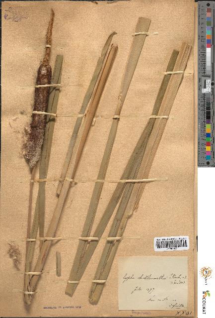 spécimen de Typha shuttleworthii