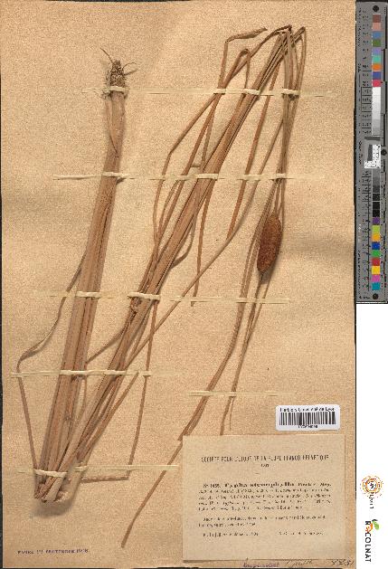 spécimen de Typha stenophylla