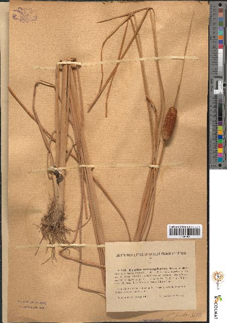 spécimen de Typha stenophylla