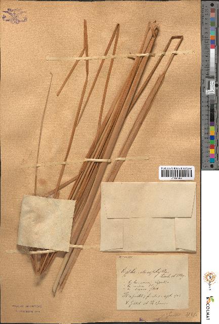spécimen de Typha stenophylla