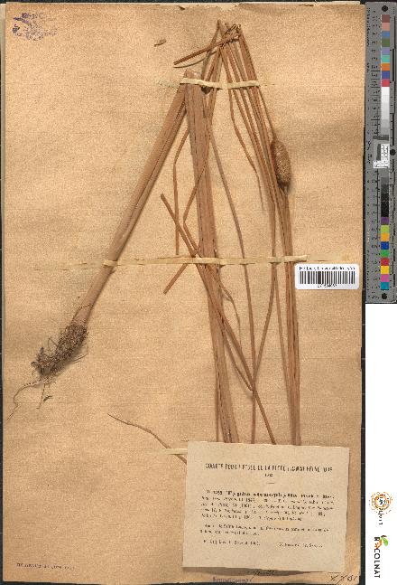 spécimen de Typha stenophylla