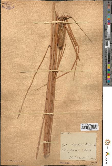 spécimen de Typha stenophylla