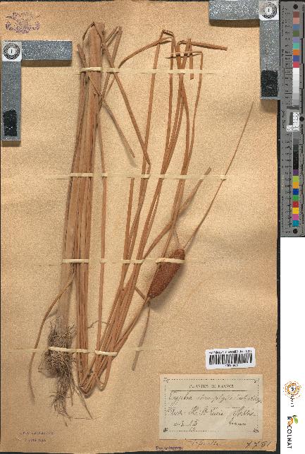 spécimen de Typha stenophylla