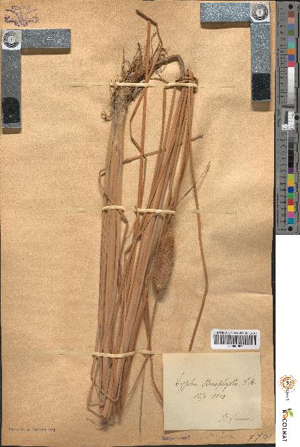 spécimen de Typha stenophylla