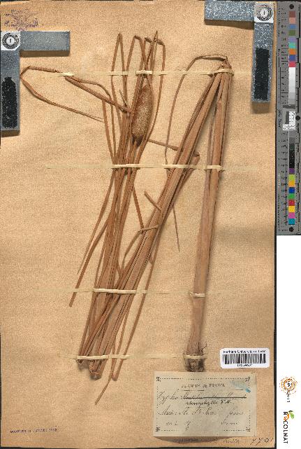 spécimen de Typha stenophylla