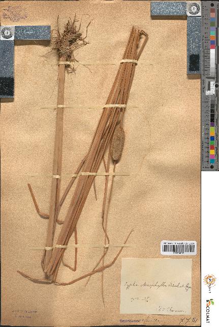 spécimen de Typha stenophylla