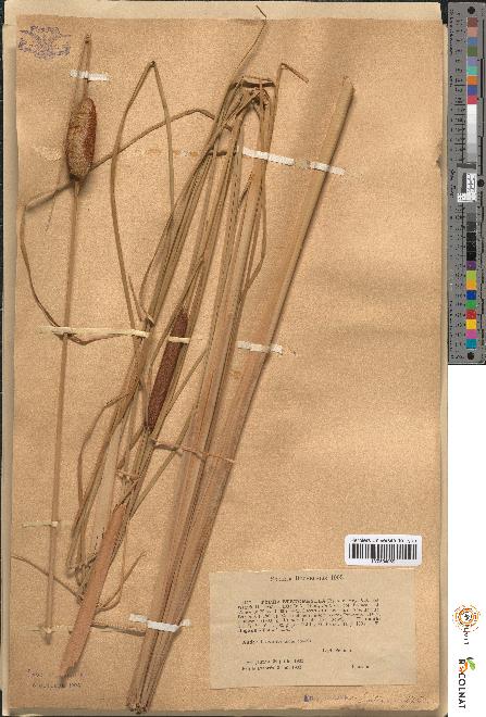 spécimen de Typha stenophylla