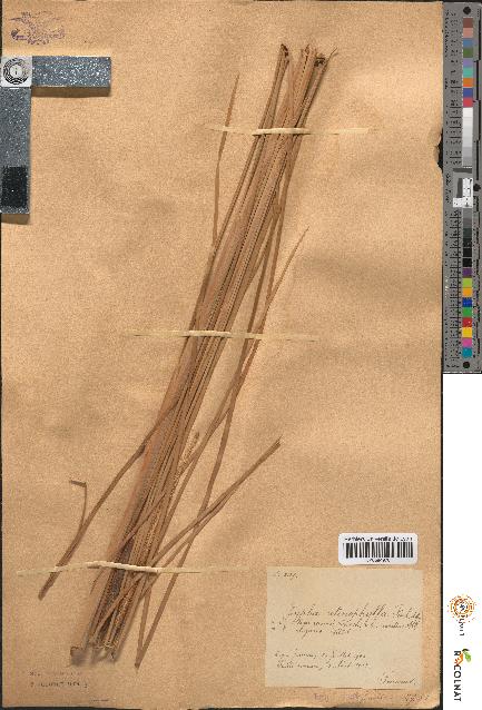 spécimen de Typha stenophylla