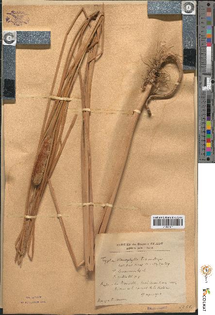 spécimen de Typha stenophylla
