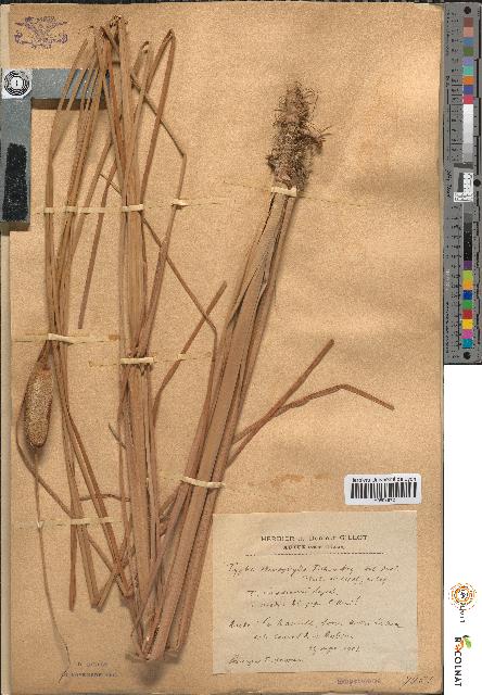 spécimen de Typha stenophylla