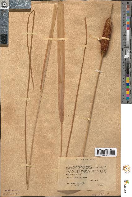 spécimen de Typha stenophylla
