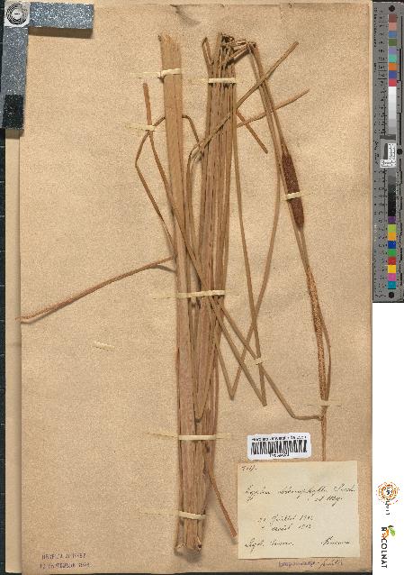 spécimen de Typha stenophylla