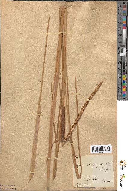 spécimen de Typha stenophylla