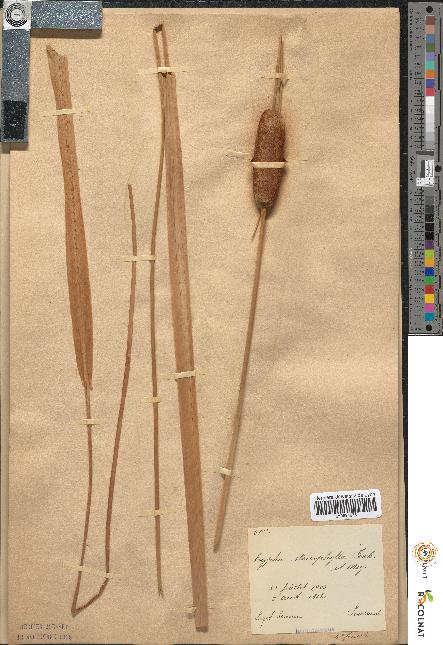 spécimen de Typha stenophylla