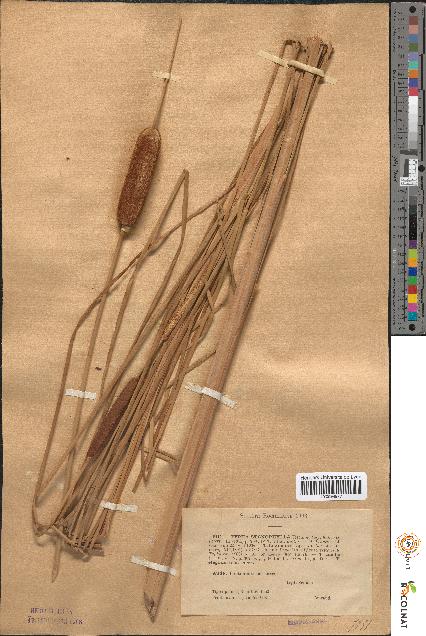spécimen de Typha stenophylla