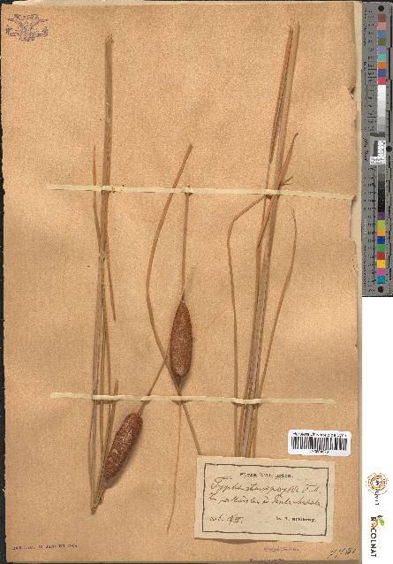 spécimen de Typha stenophylla