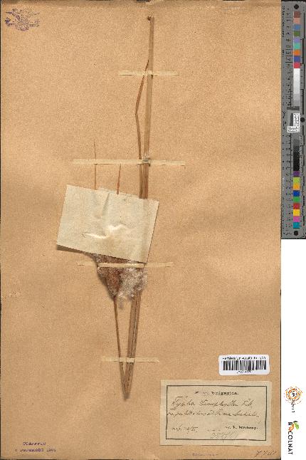 spécimen de Typha stenophylla