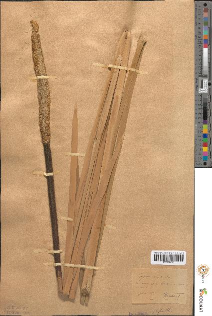 spécimen de Typha × elata