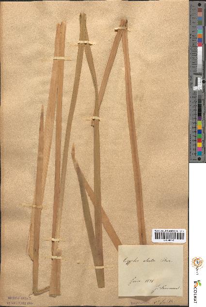 spécimen de Typha × elata