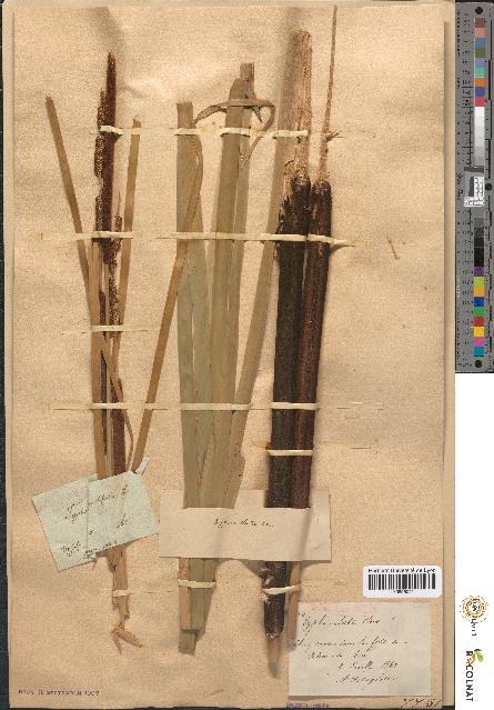 spécimen de Typha × elata