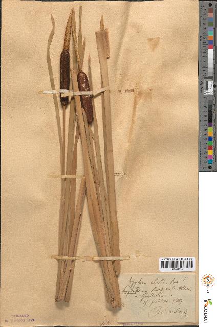 spécimen de Typha × elata