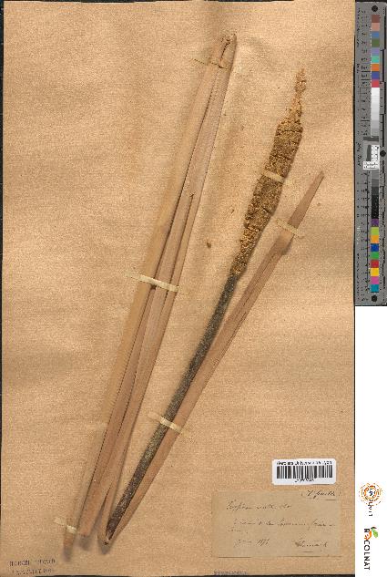 spécimen de Typha × elata