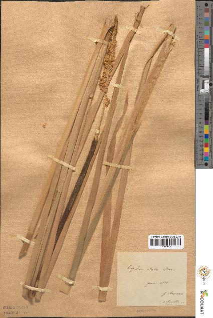 spécimen de Typha × elata