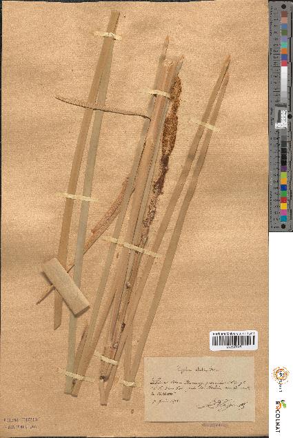 spécimen de Typha × elata