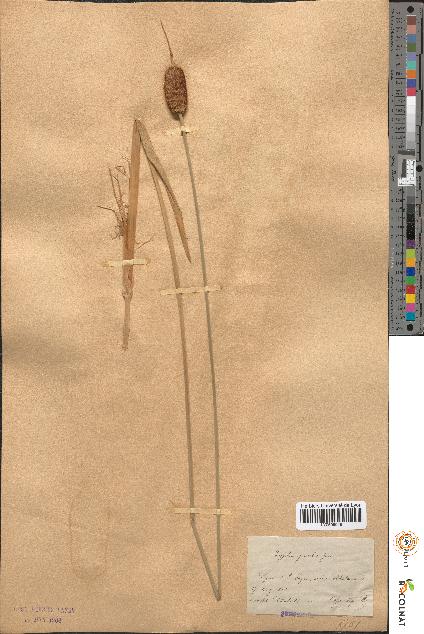 spécimen de Typha gracilis