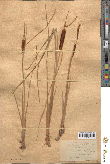 spécimen de Typha gracilis