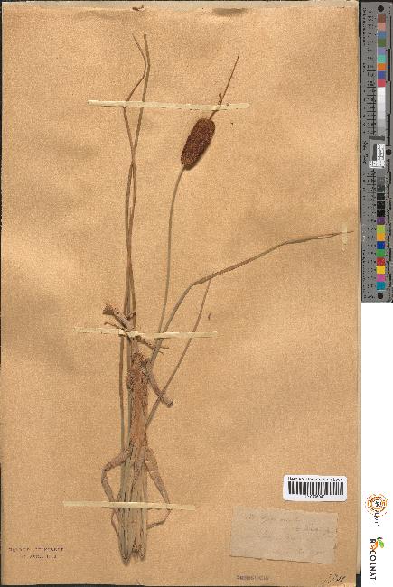 spécimen de Typha gracilis