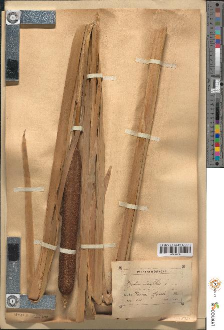 spécimen de Typha latifolia